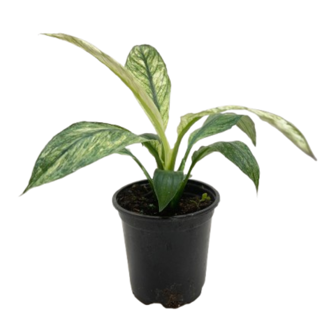 Variegated Trio - 3 Live Houseplants
