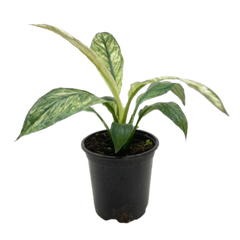 Variegated Trio - 3 Live Houseplants
