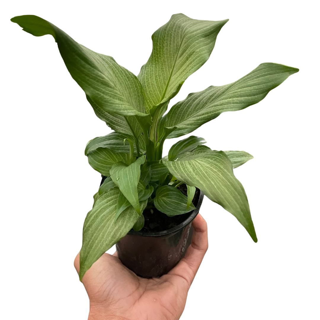 Spathiphyllum 'Platinum Mist' live houseplant