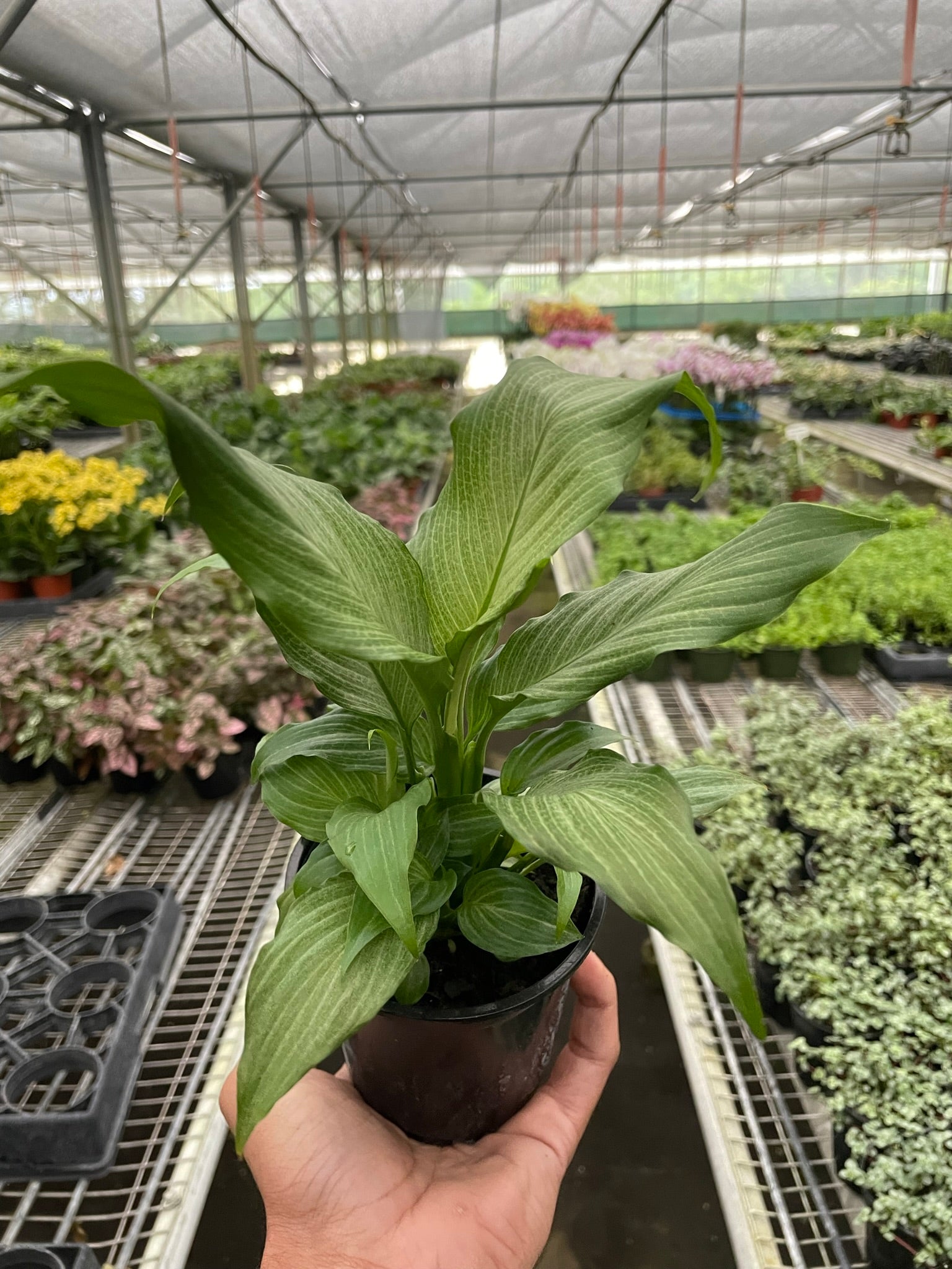 Spathiphyllum 'Platinum Mist' - photo 2
