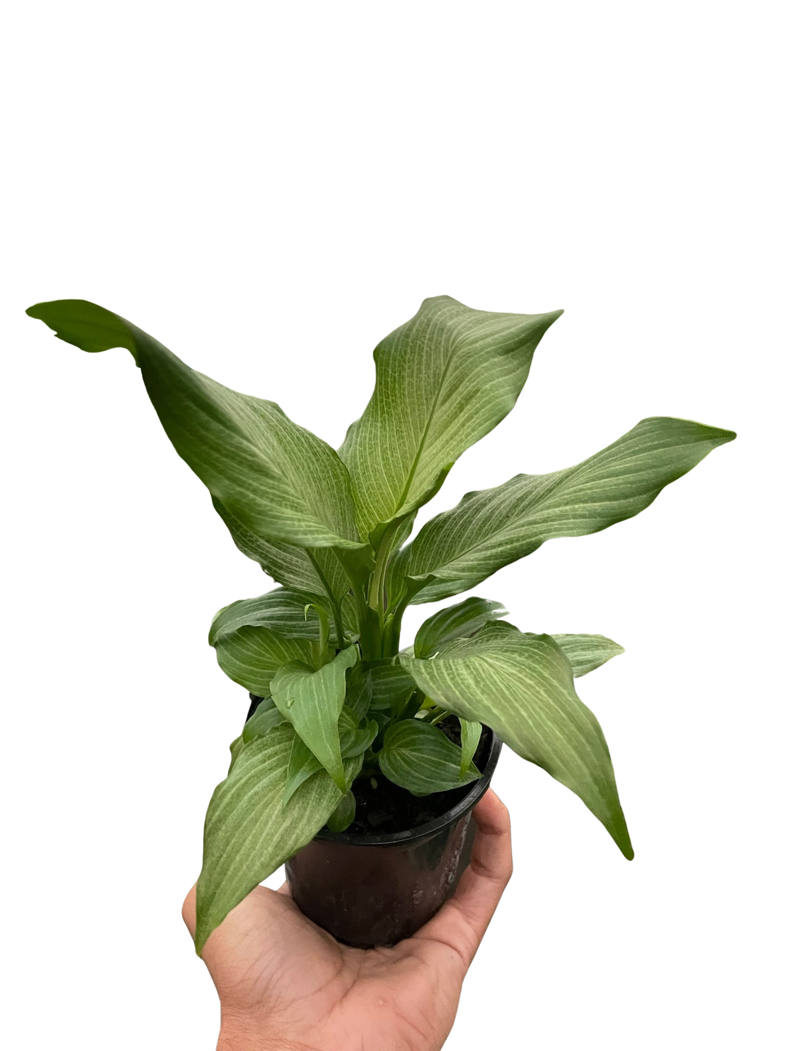 Spathiphyllum 'Platinum Mist' - photo 3