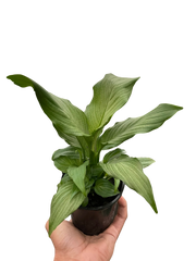 Spathiphyllum 'Platinum Mist' - photo 3