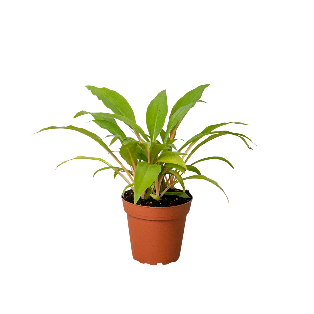 Spider Plant 'Fire Flash' live houseplant
