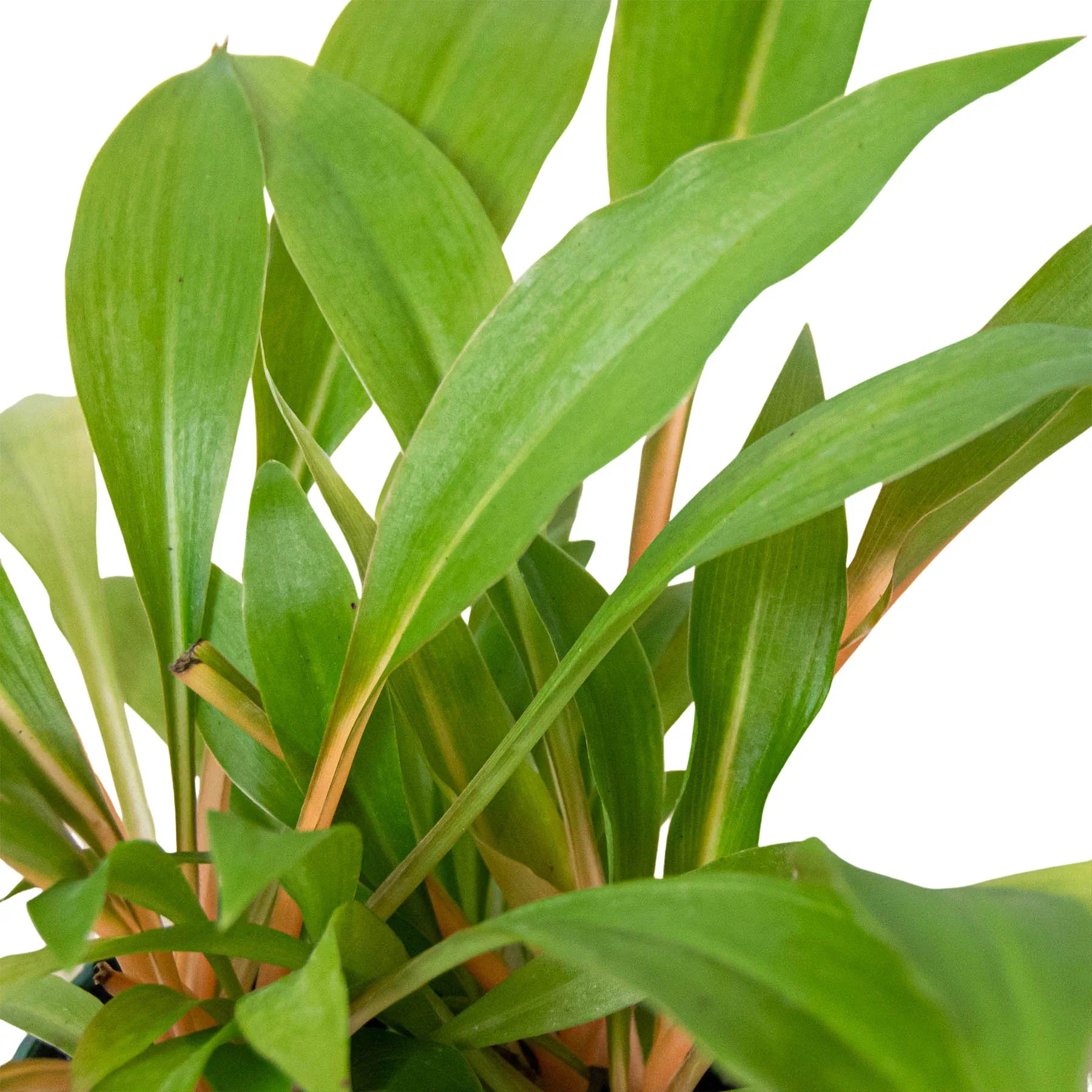 Spider Plant 'Fire Flash' - photo 2