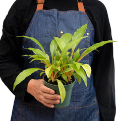 Spider Plant 'Fire Flash' - photo 3