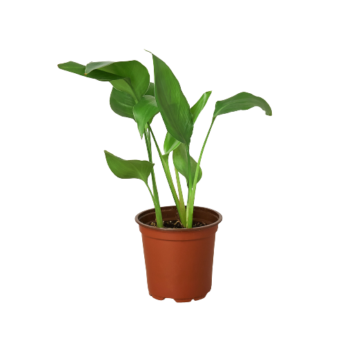White Bird of Paradise 'Strelitzia Nicolai' live houseplant