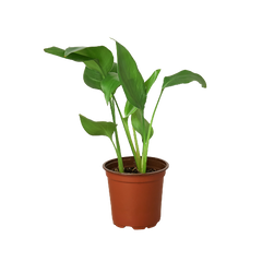 White Bird of Paradise 'Strelitzia Nicolai' live houseplant