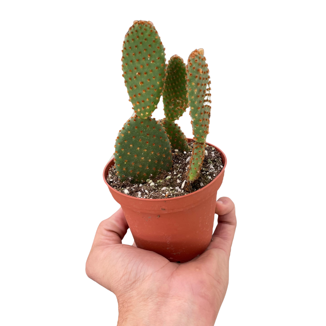 Opuntia 'Microdasys' (Bunny Ear Cactus) live houseplant