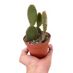 Opuntia 'Microdasys' (Bunny Ear Cactus) live houseplant