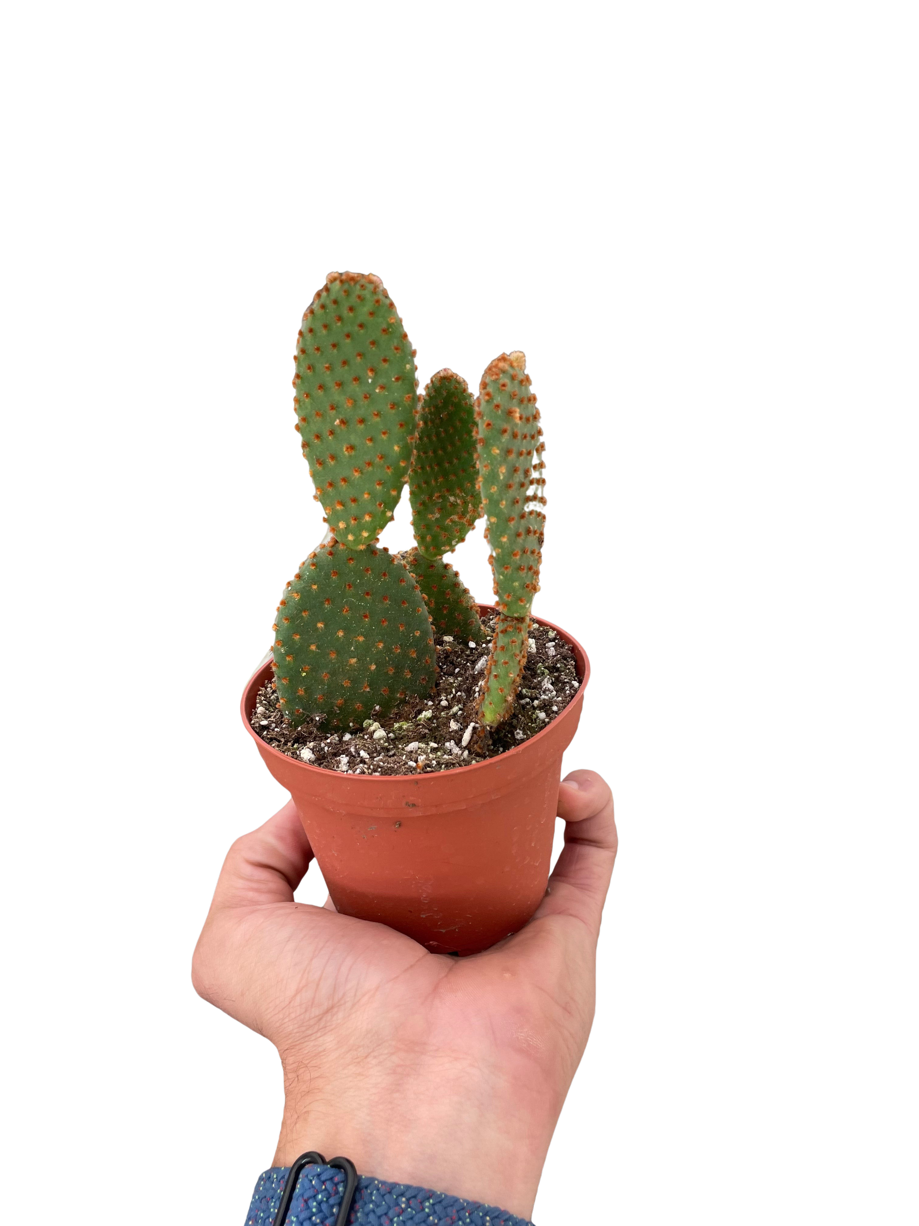 Opuntia 'Microdasys' (Bunny Ear Cactus) - photo 3