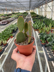 Opuntia 'Microdasys' (Bunny Ear Cactus) - photo 2