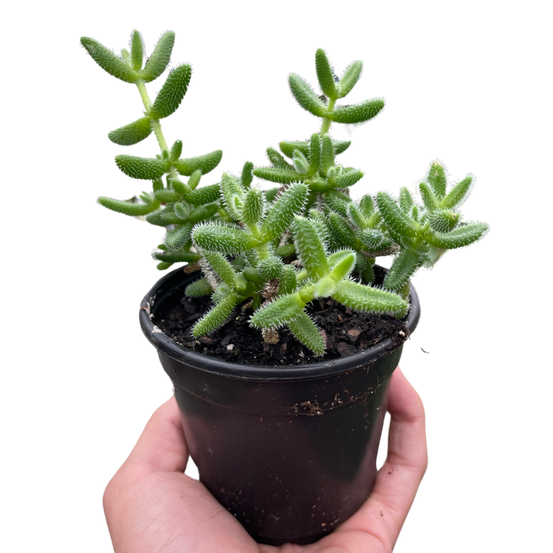 Delosperma echinatum 'Pickle Plant' - photo 3