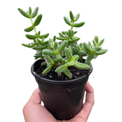 Delosperma echinatum 'Pickle Plant' - photo 3