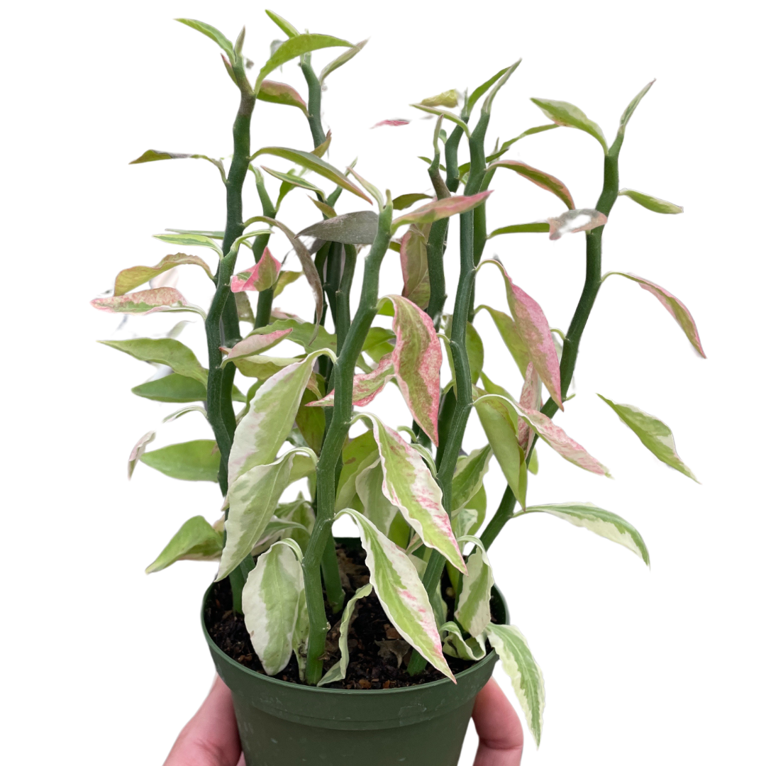 Variegated Devil's Backbone Euphorbia live houseplant