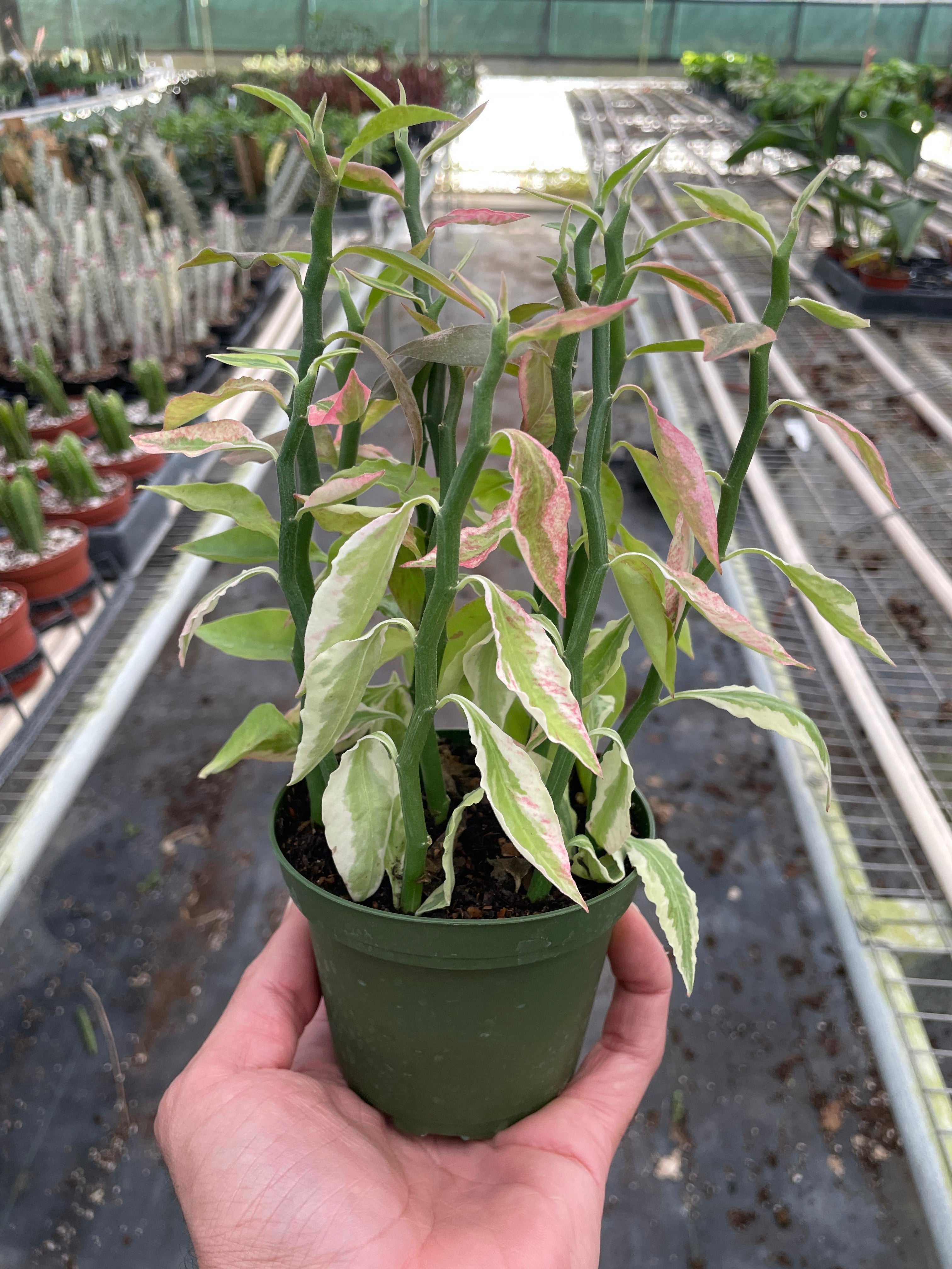 Variegated Devil's Backbone Euphorbia - photo 3