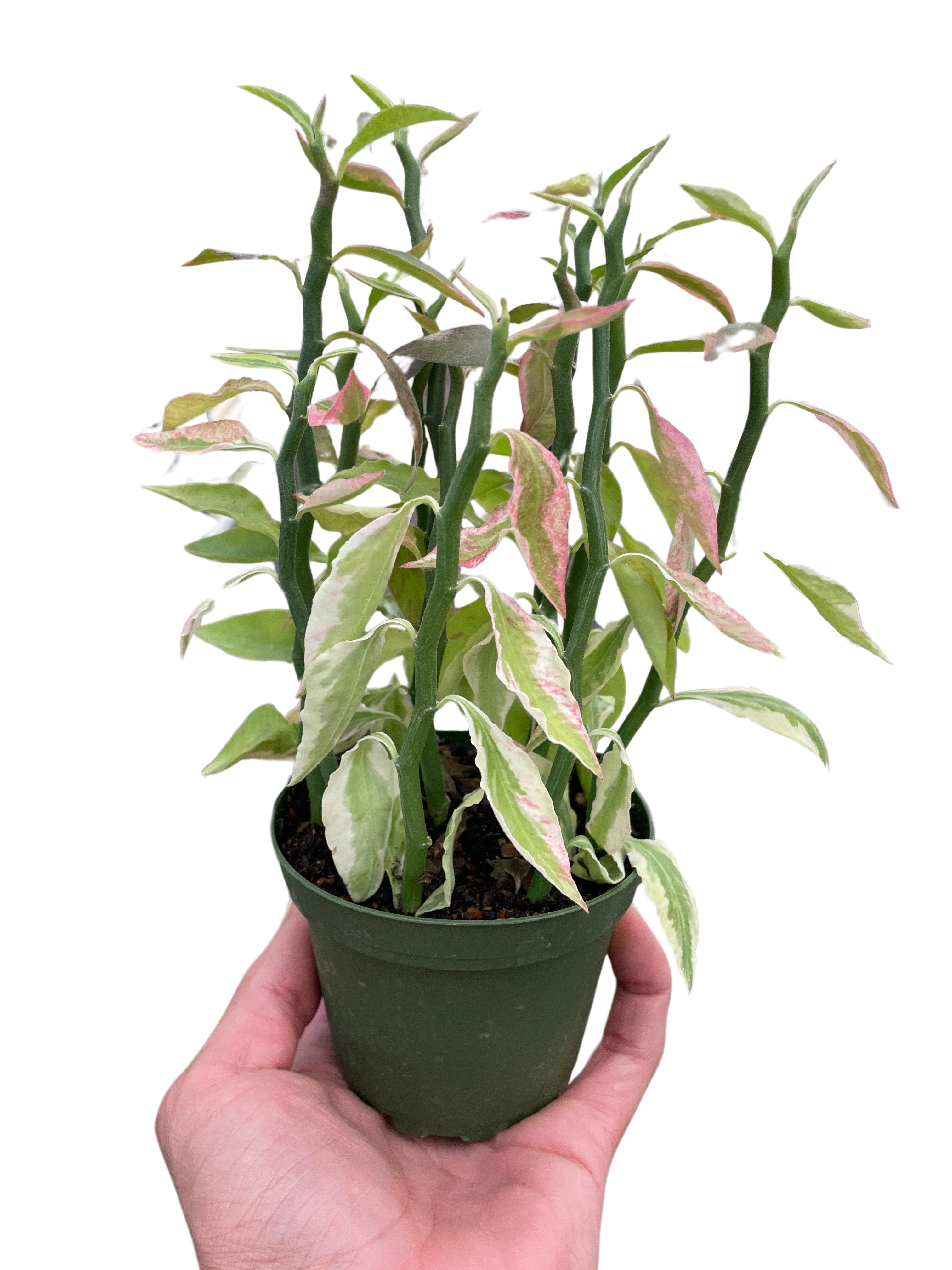 Variegated Devil's Backbone Euphorbia - photo 5