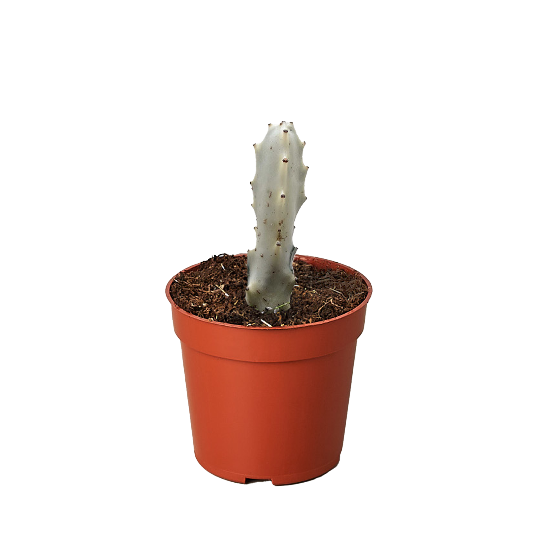 Succulent Euphorbia 'Dragon Bone' - photo 2