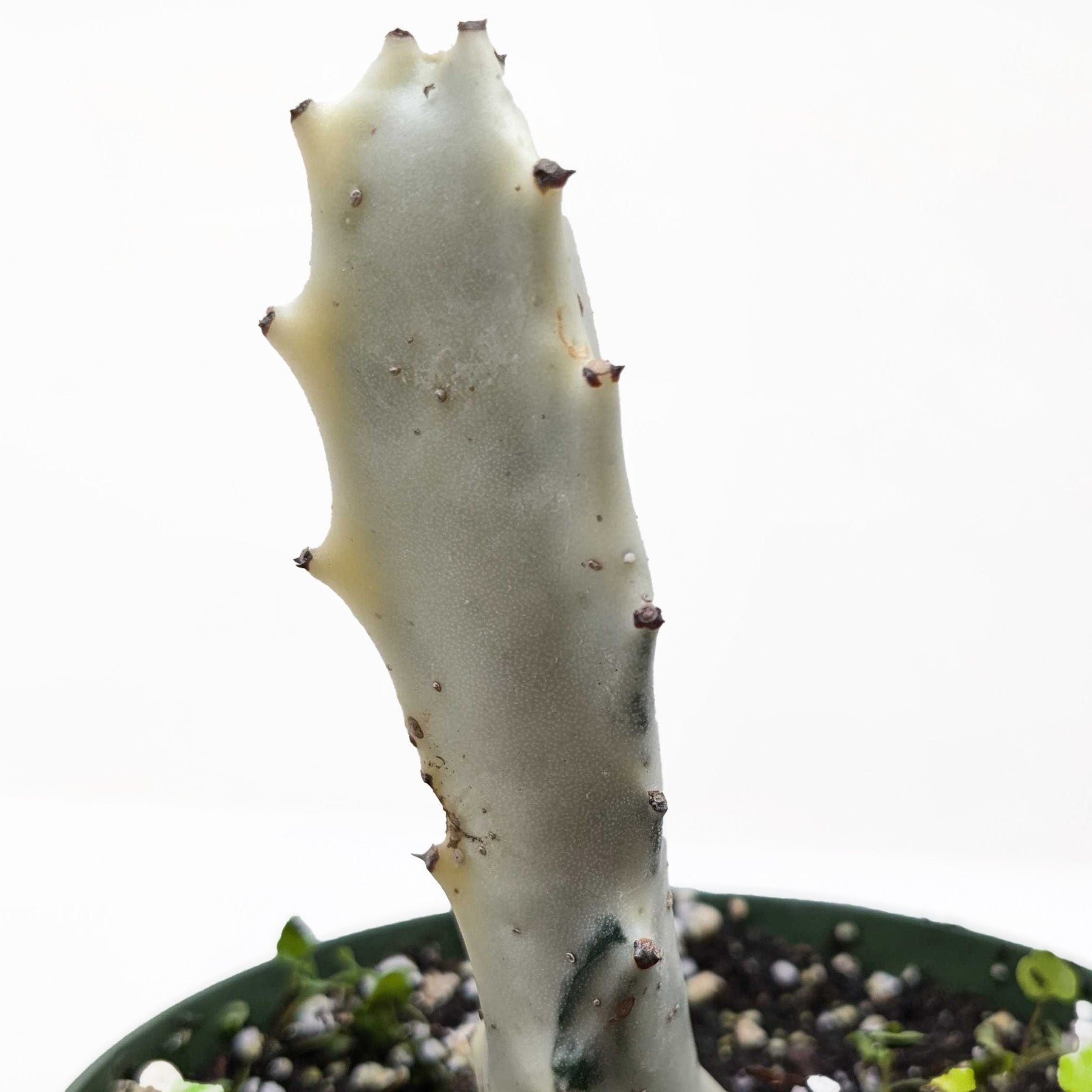 Succulent Euphorbia 'Dragon Bone' live houseplant