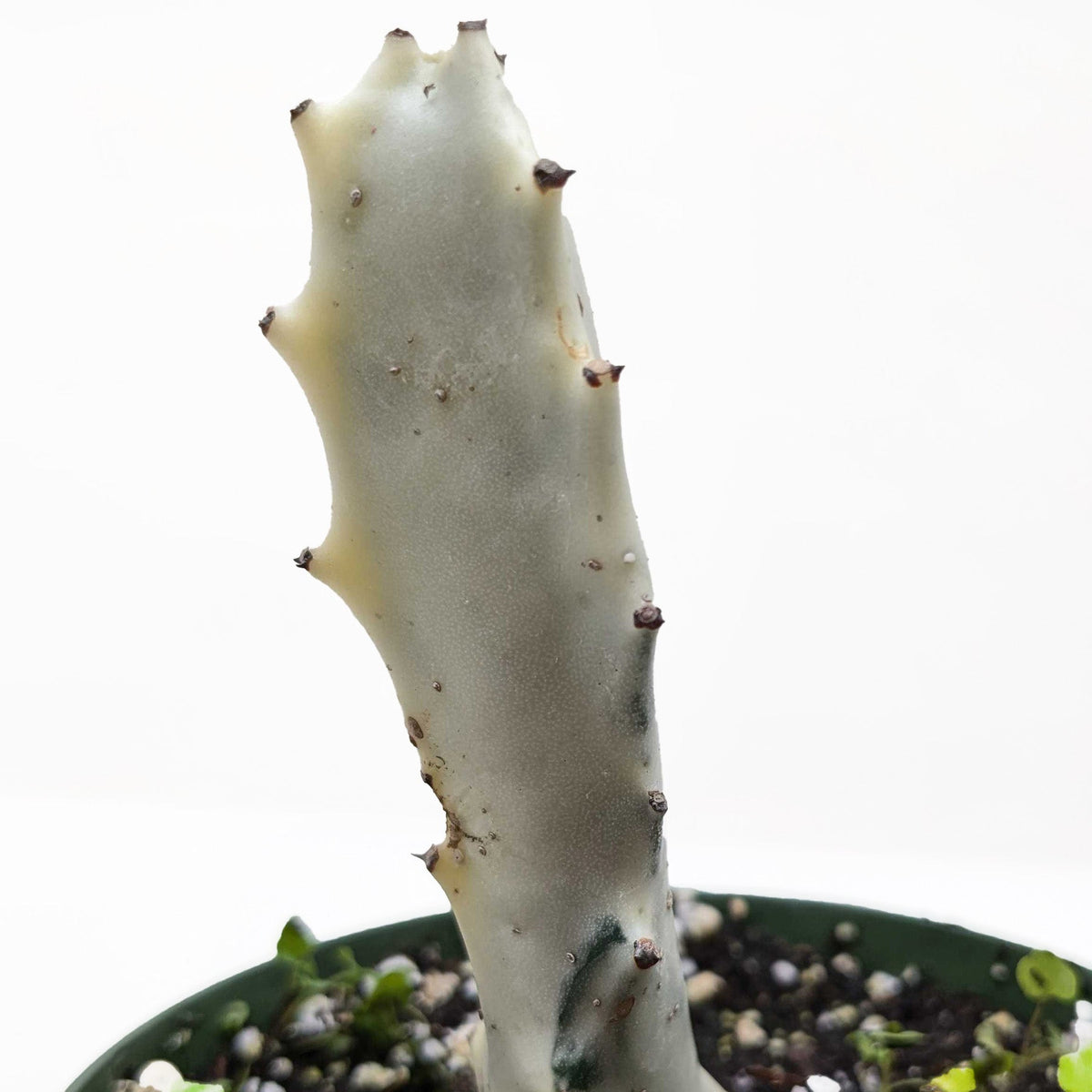 Succulent Euphorbia 'Dragon Bone' live houseplant