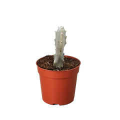 Succulent Euphorbia 'Dragon Bone' - photo 2
