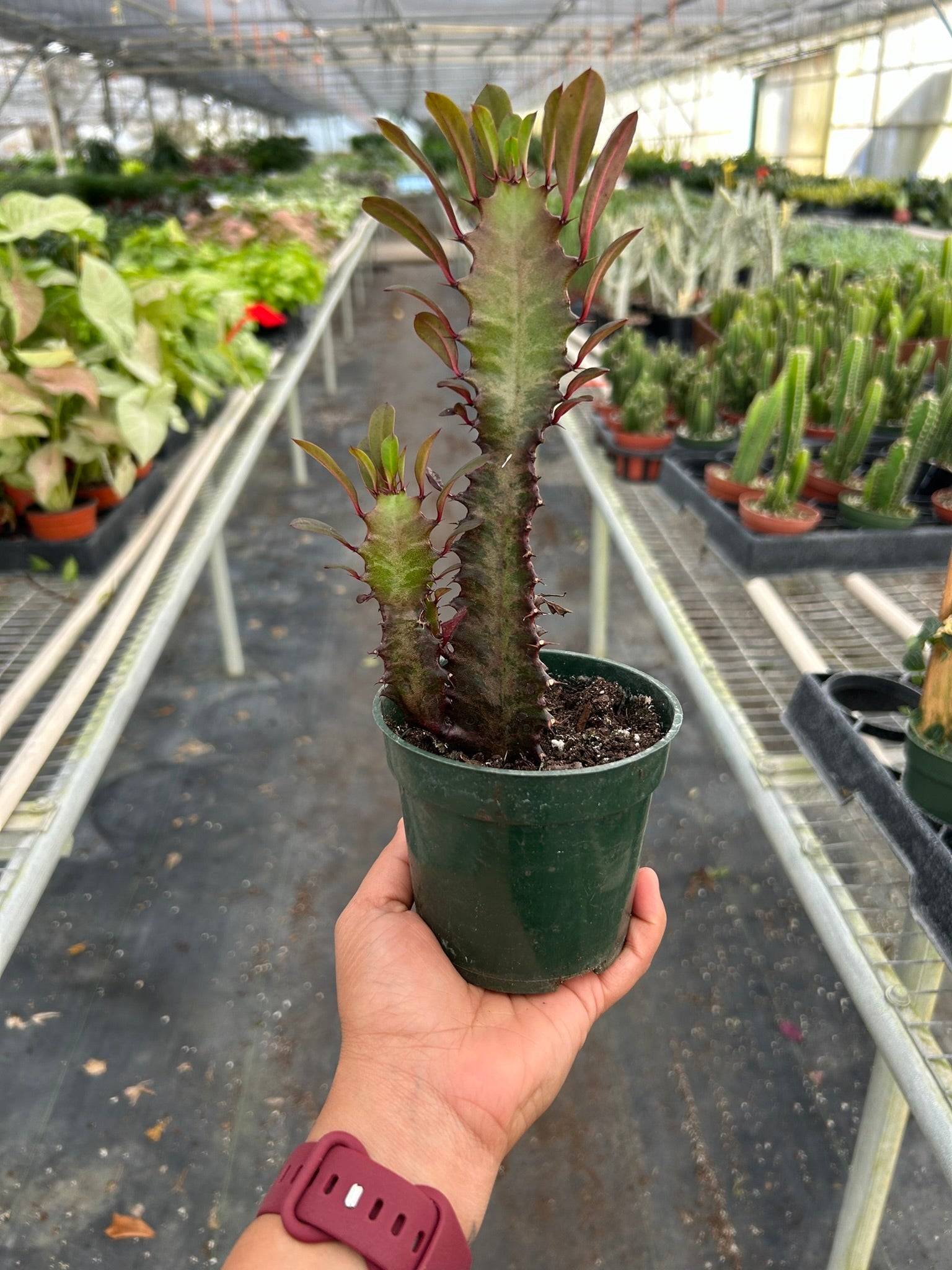 Succulent Euphorbia 'Trigona Rubra' - photo 3