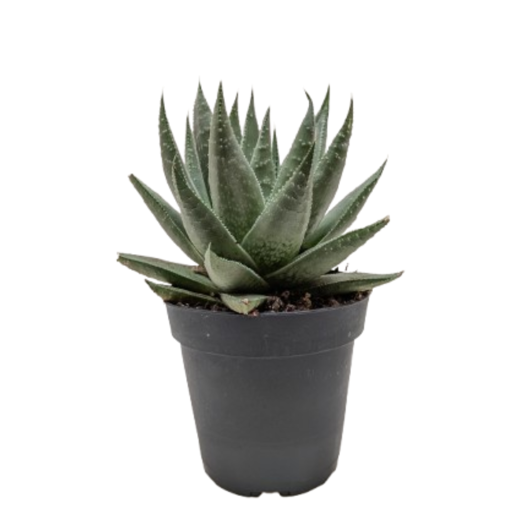Succulent Haworthia Savanna live houseplant