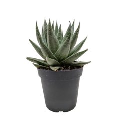 Succulent Haworthia Savanna live houseplant