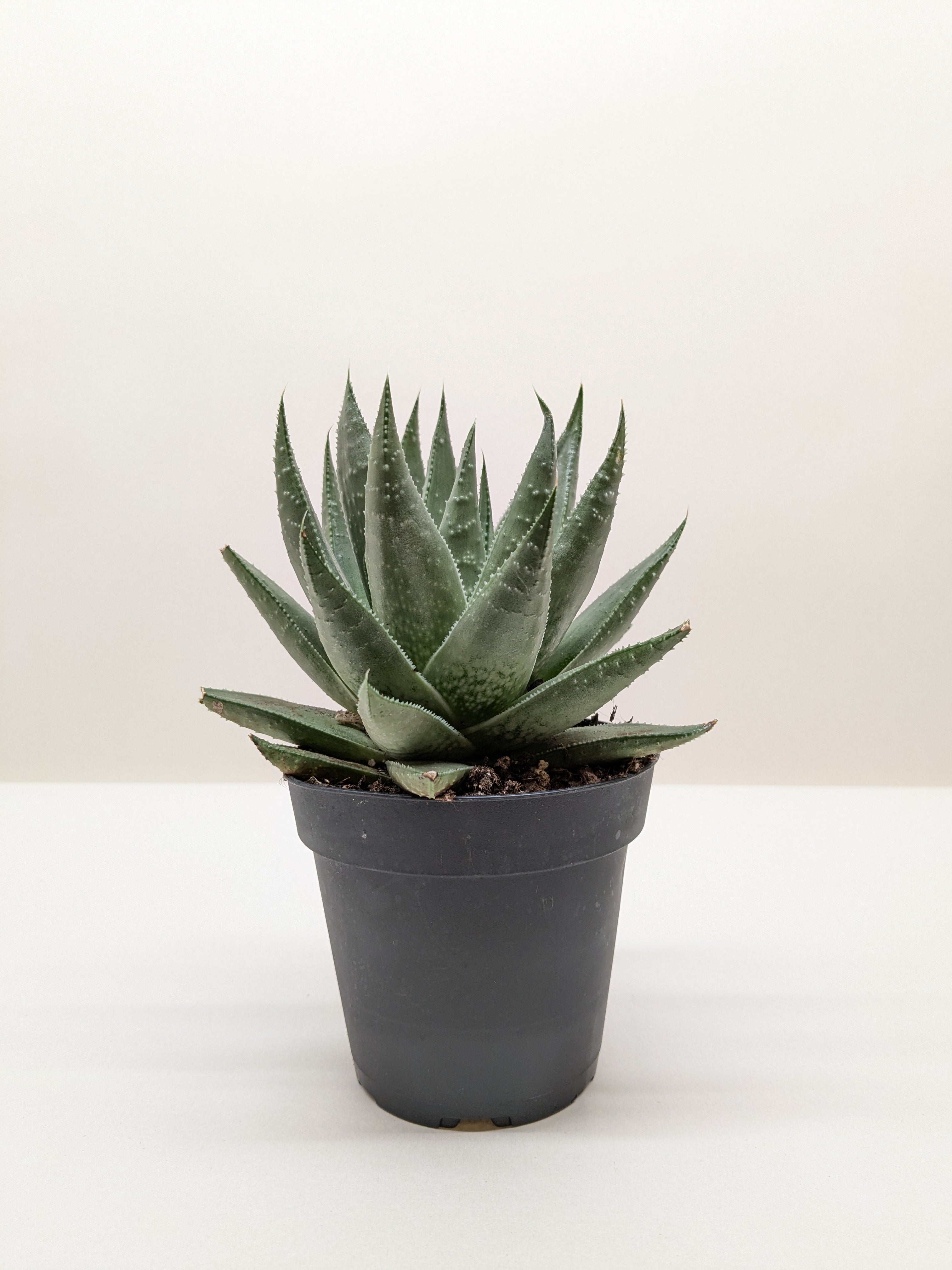 Succulent Haworthia Savanna - photo 3