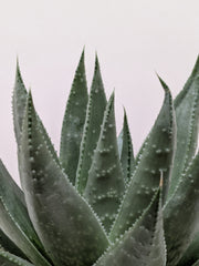 Succulent Haworthia Savanna - photo 2