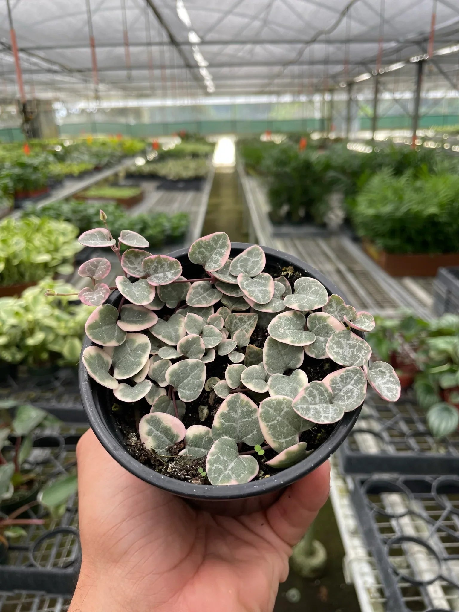 String of Hearts Variegated - photo 2