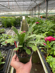 Zygocactus 'Christmas Cactus' - photo 3