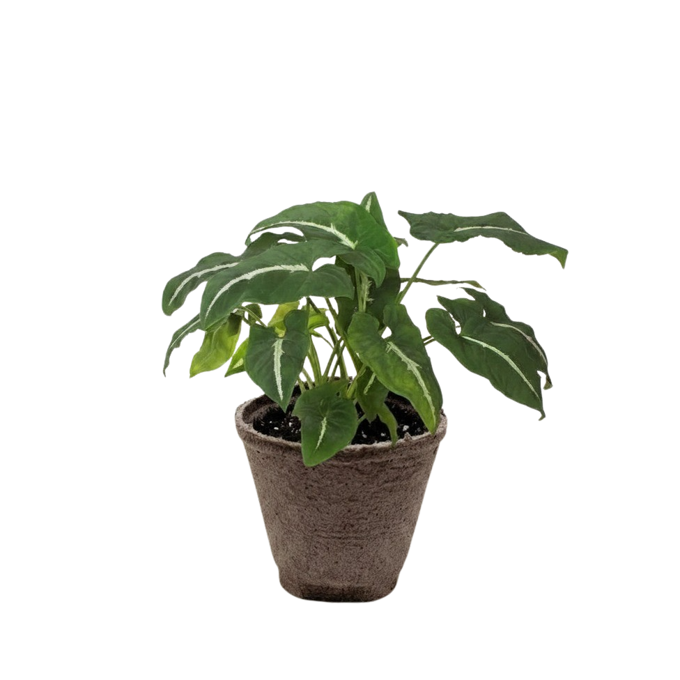 Syngonium wendlanii 'Black Velvet' - photo 6