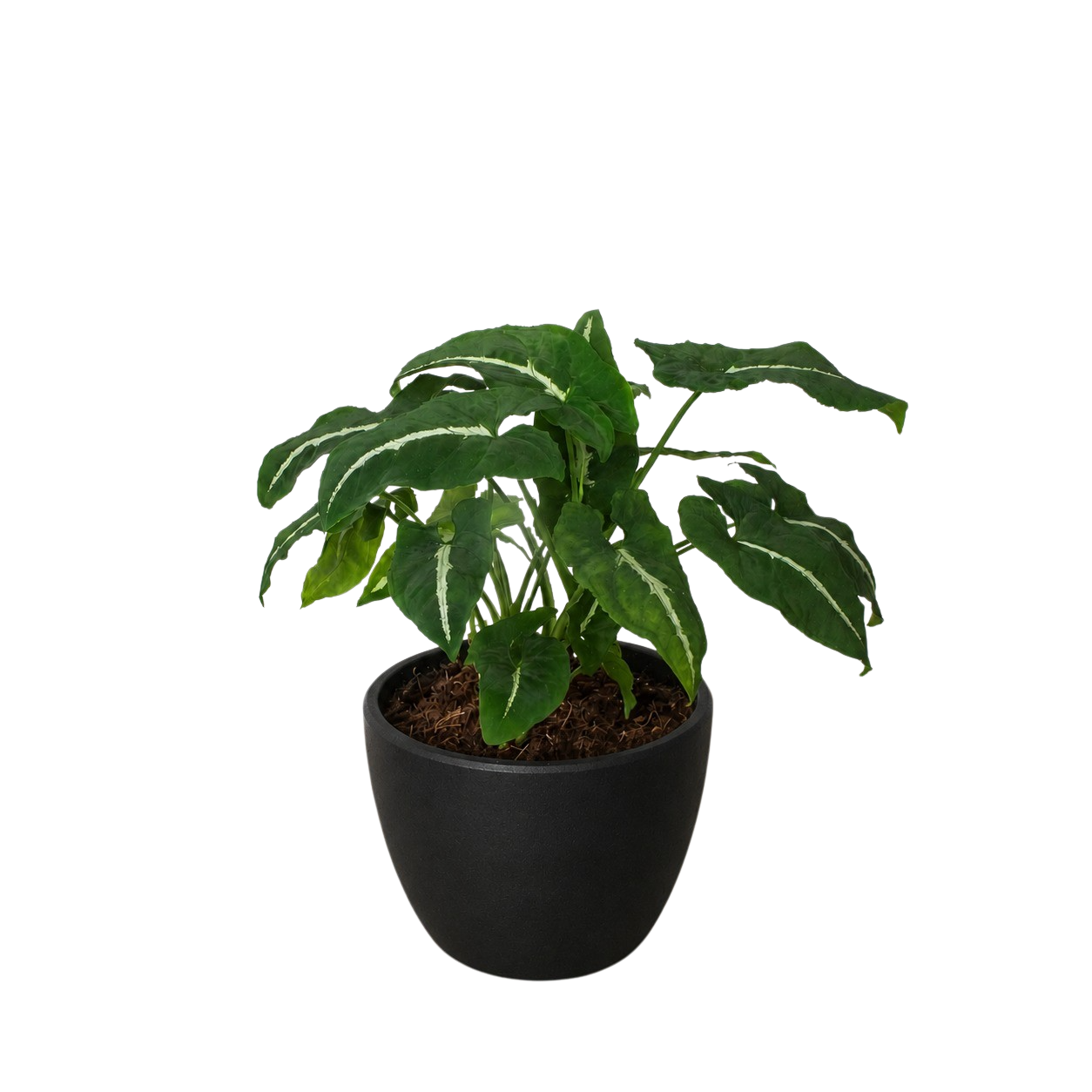 Syngonium wendlanii 'Black Velvet' - photo 7