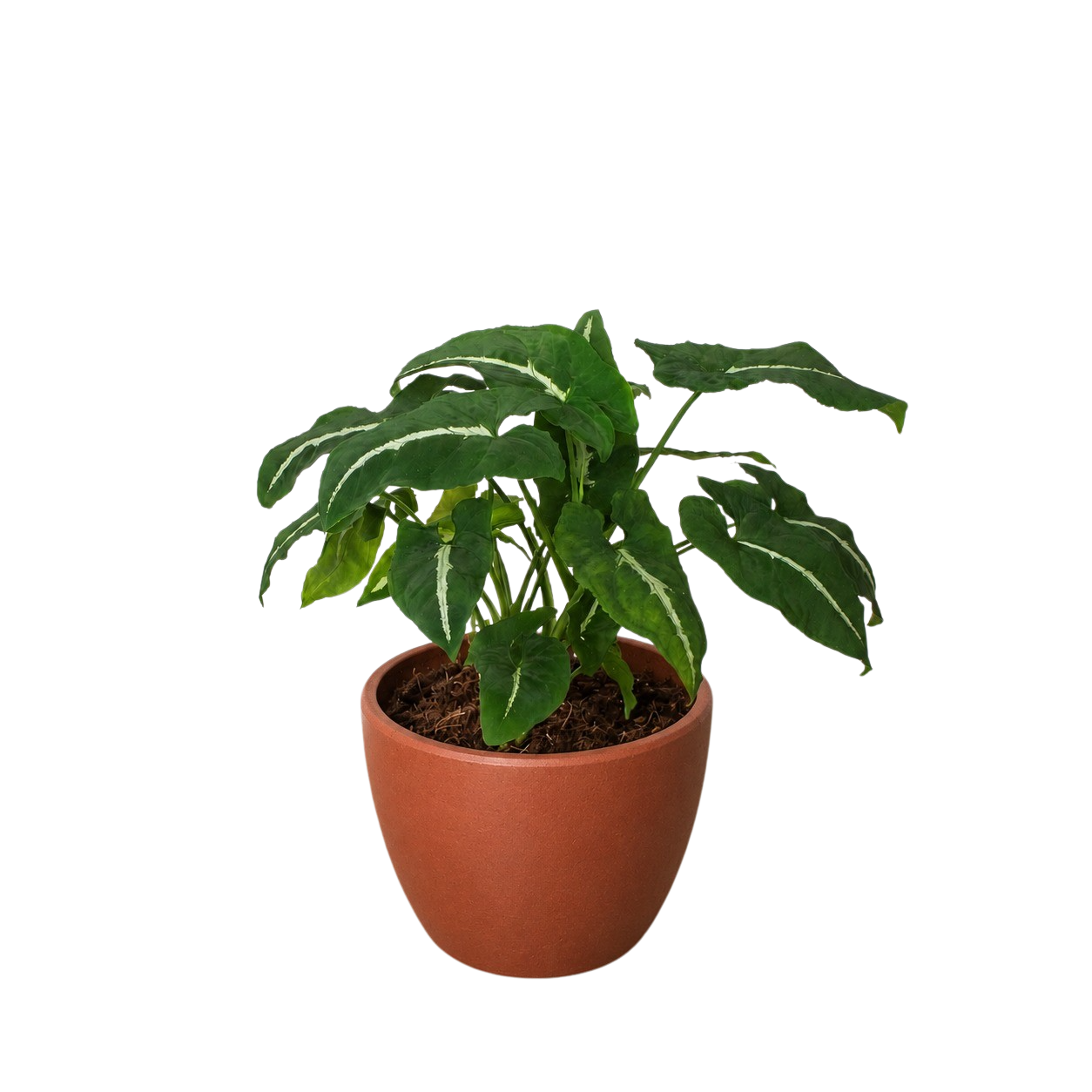 Syngonium wendlanii 'Black Velvet' - photo 5