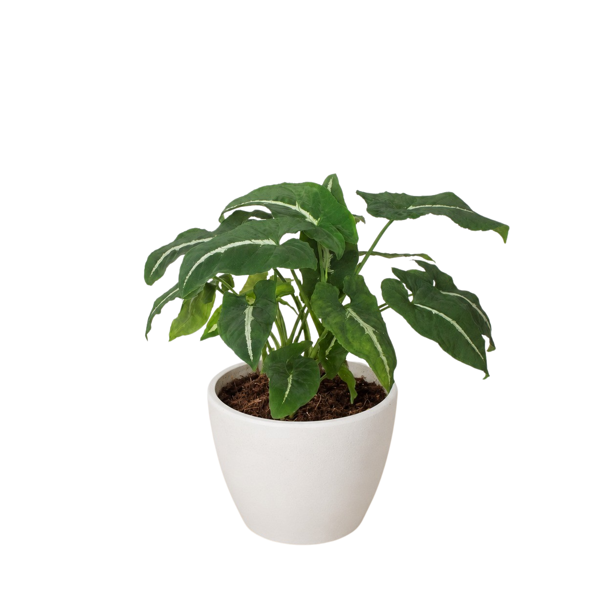 Syngonium wendlanii 'Black Velvet' - photo 8