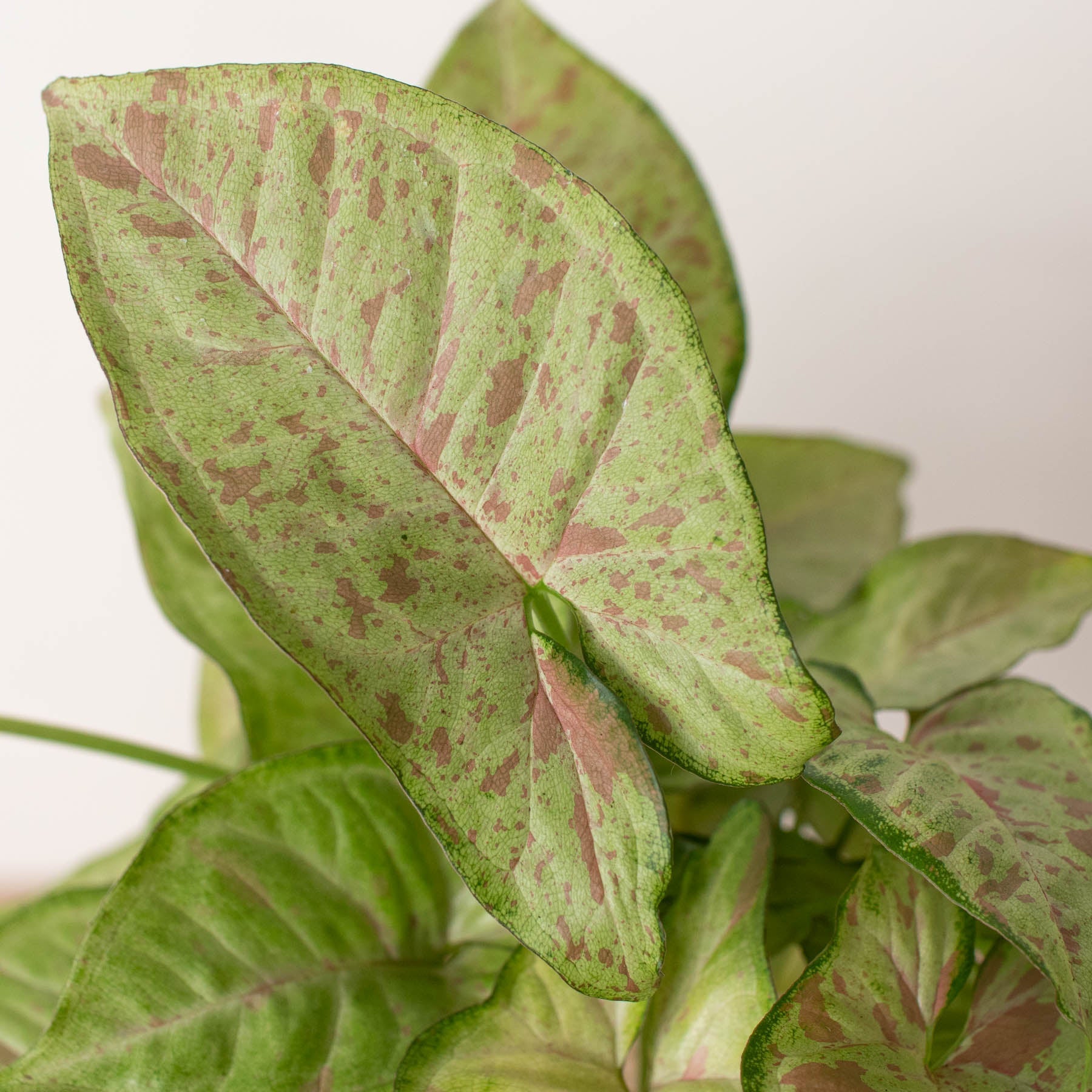 Syngonium 'Confetti' - photo 2