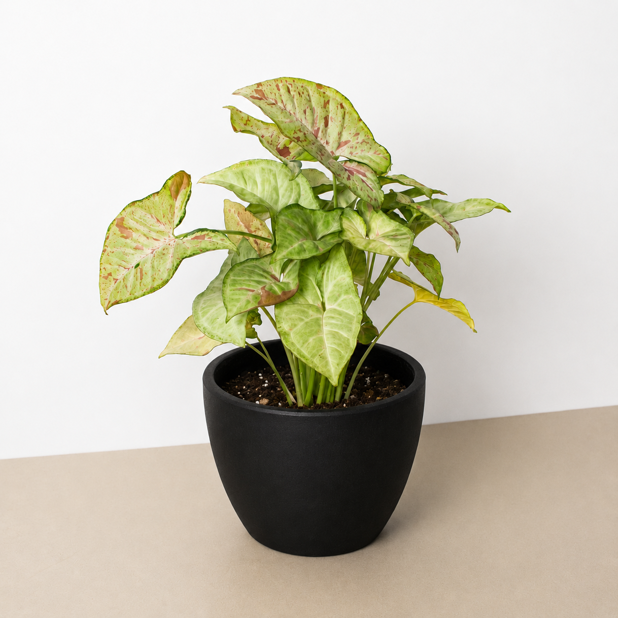 Syngonium 'Confetti' - photo 8