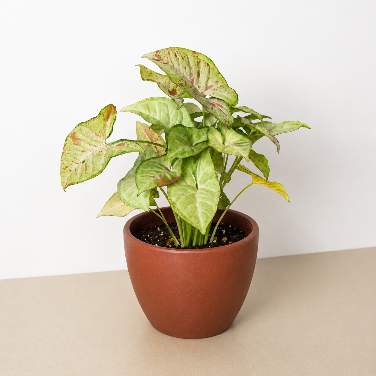 Syngonium 'Confetti' - photo 7