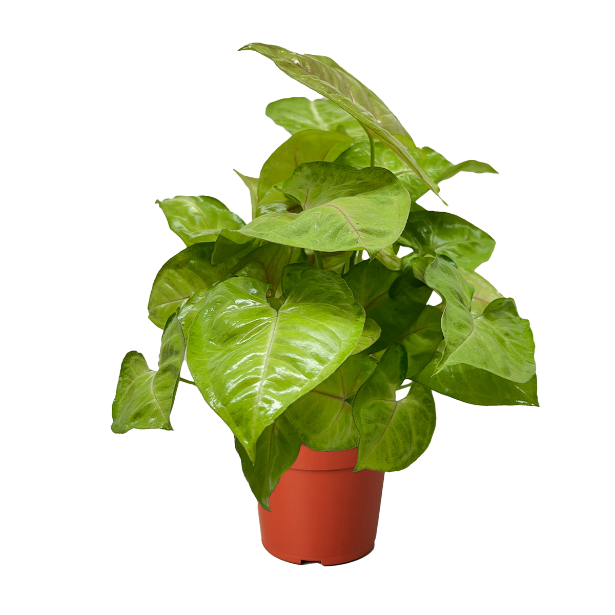 Syngonium Cream Allusion live houseplant
