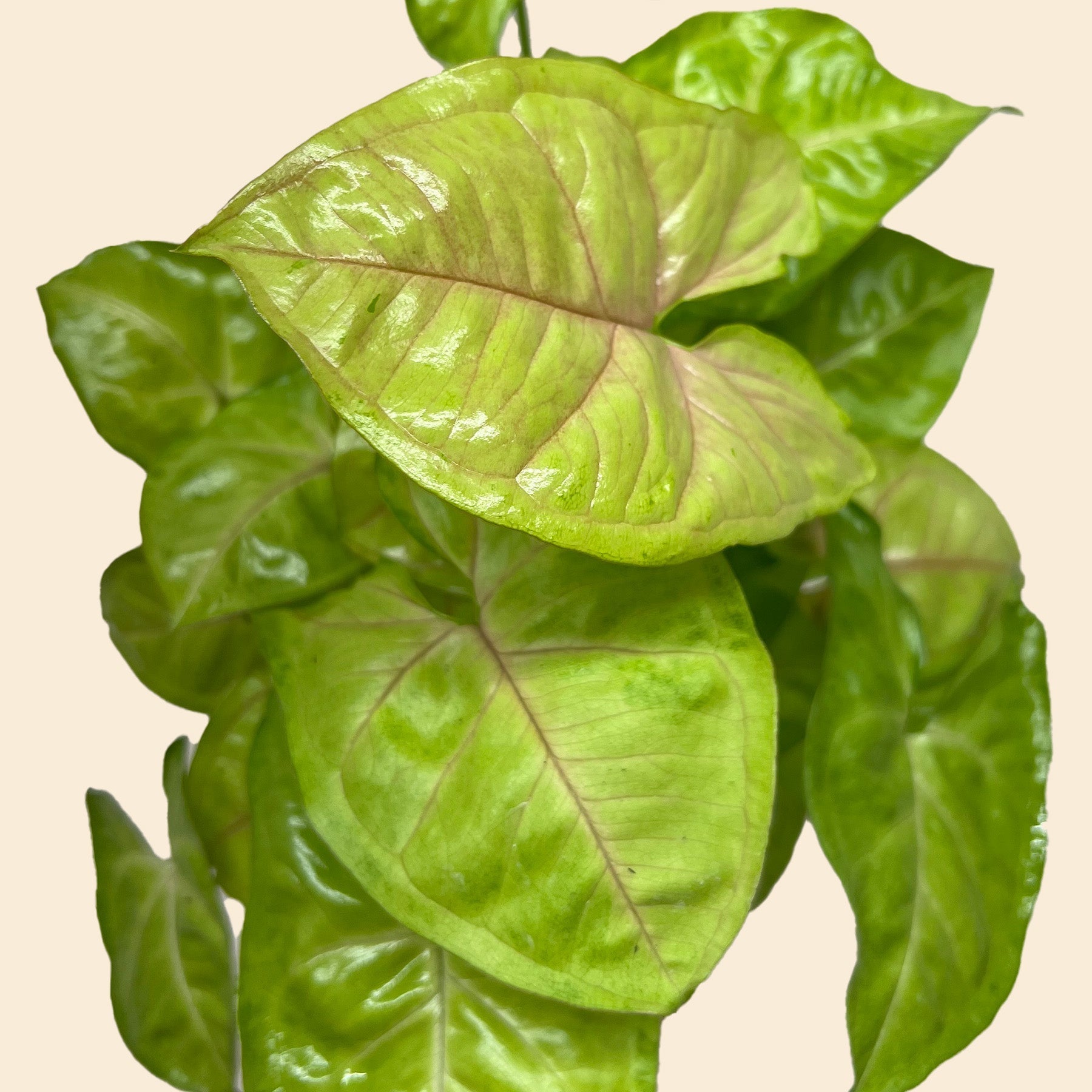 Syngonium Cream Allusion - photo 2