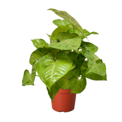 Syngonium Cream Allusion live houseplant