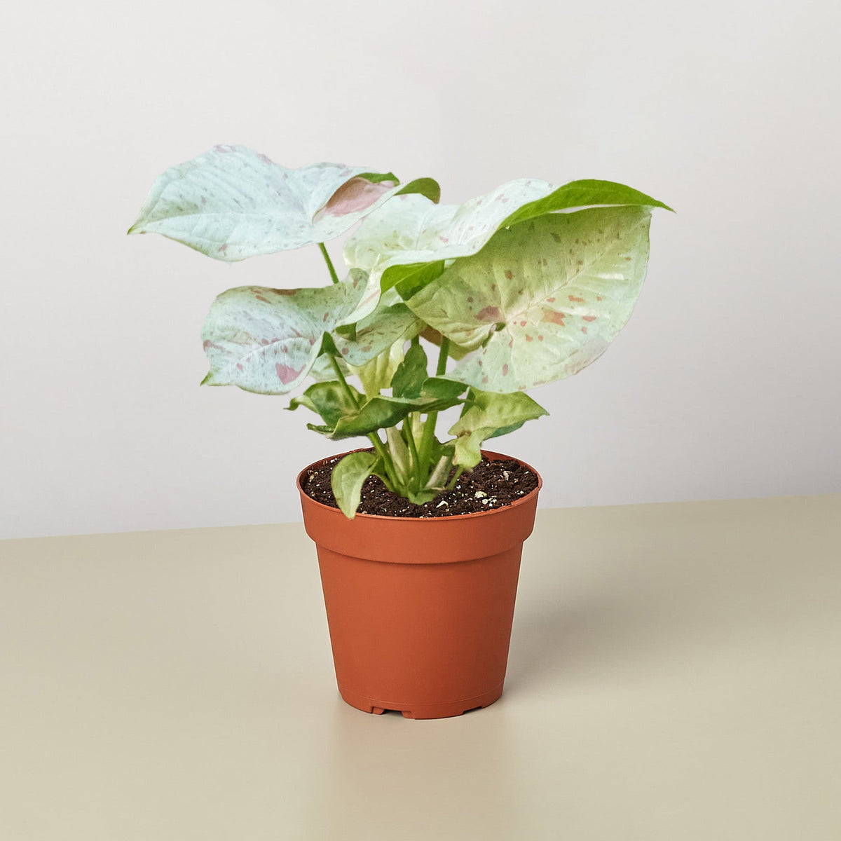 Syngonium 'Milk Confetti' live houseplant