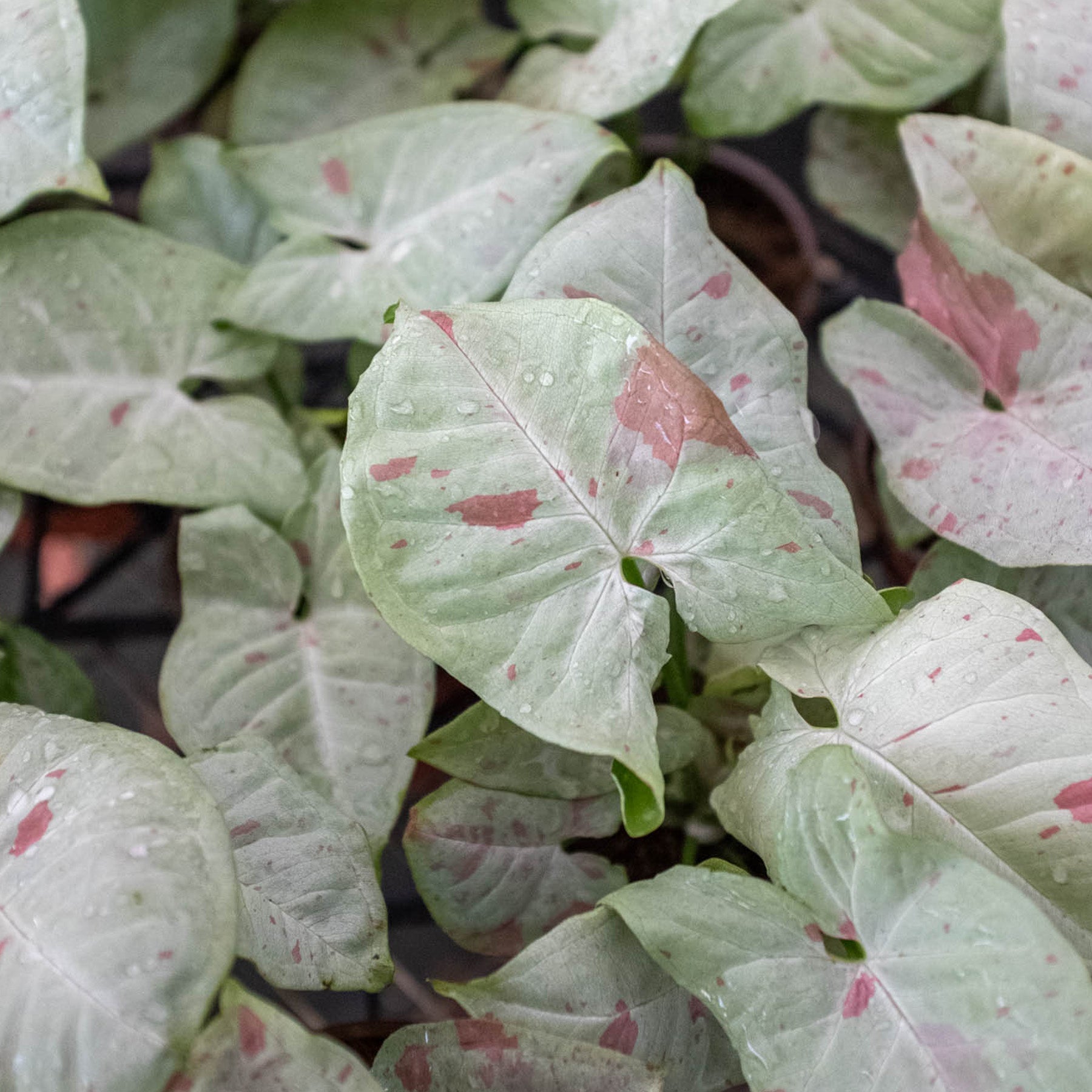 Syngonium 'Milk Confetti' - photo 2