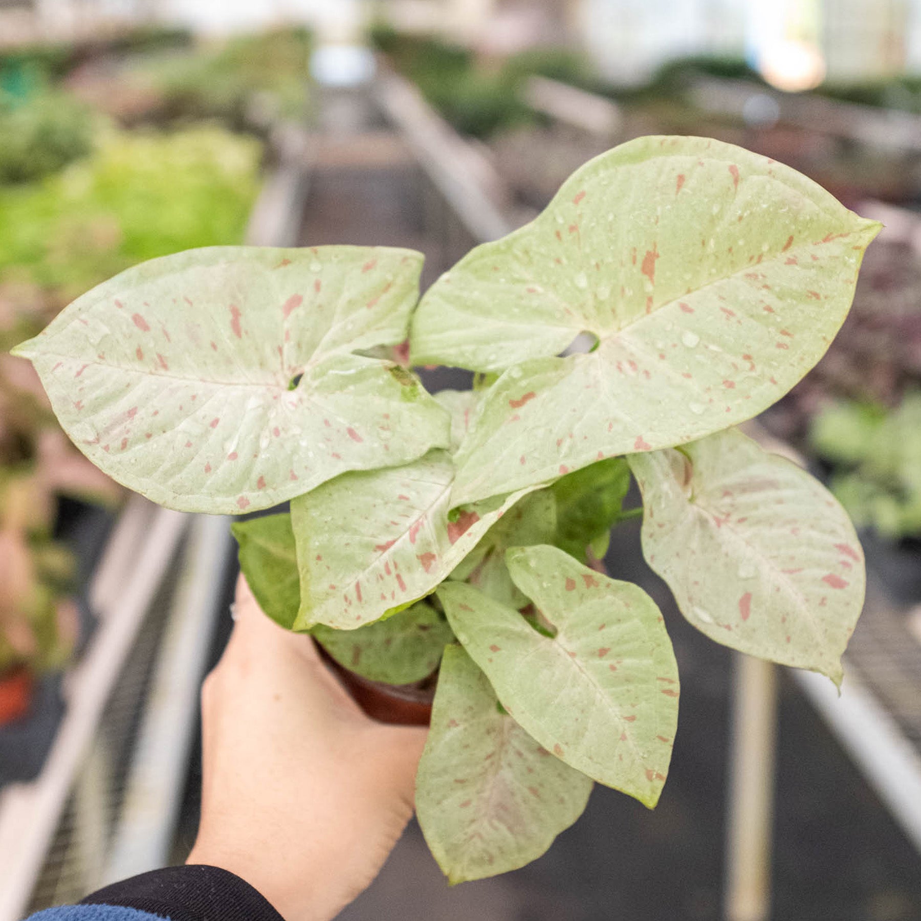 Syngonium 'Milk Confetti' - photo 3