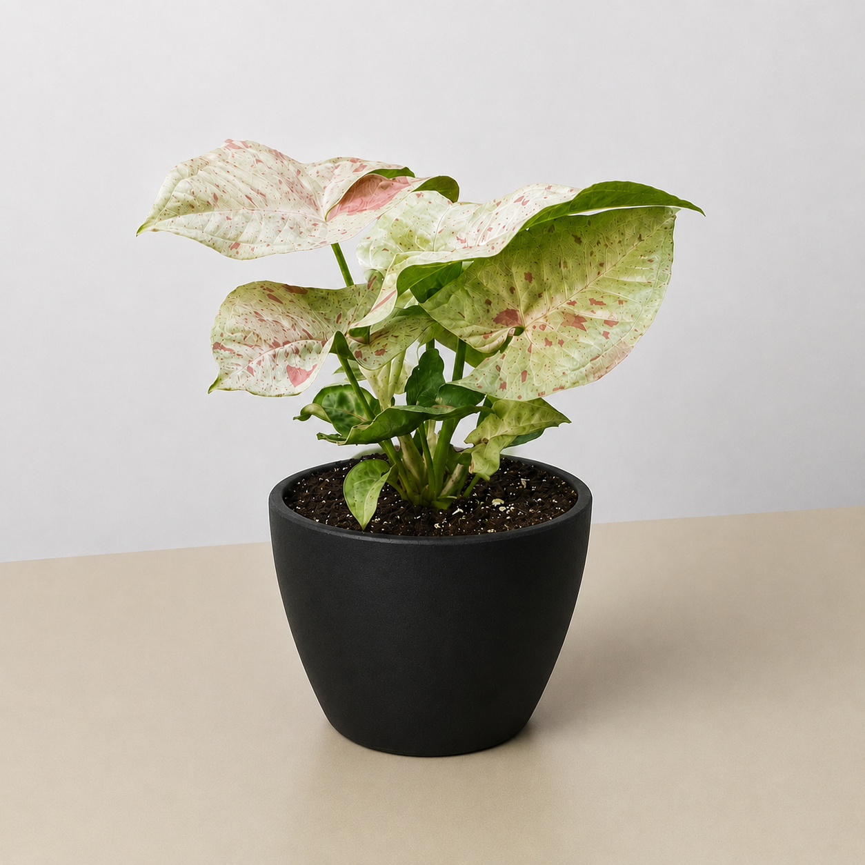 Syngonium 'Milk Confetti' - photo 6