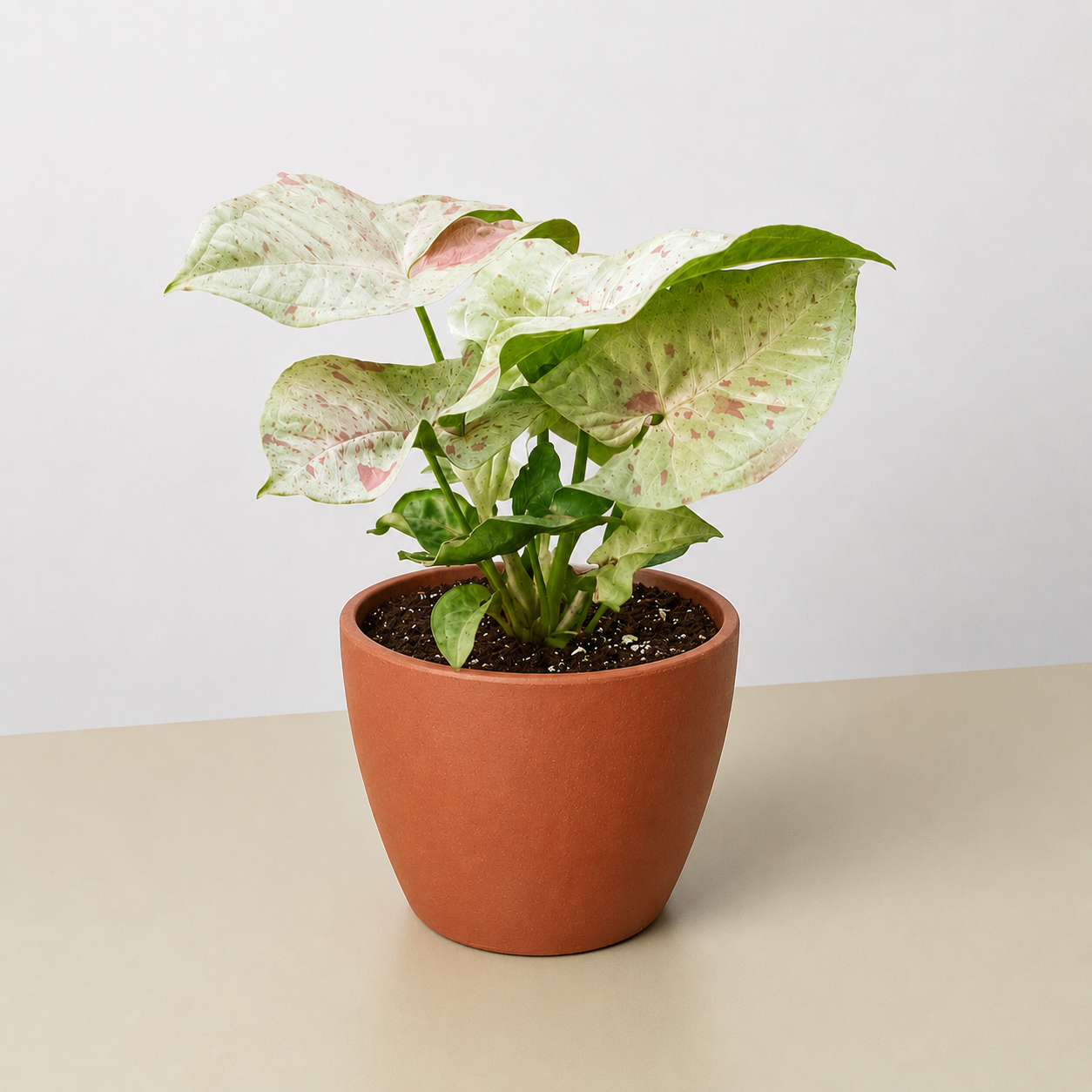 Syngonium 'Milk Confetti' - photo 7