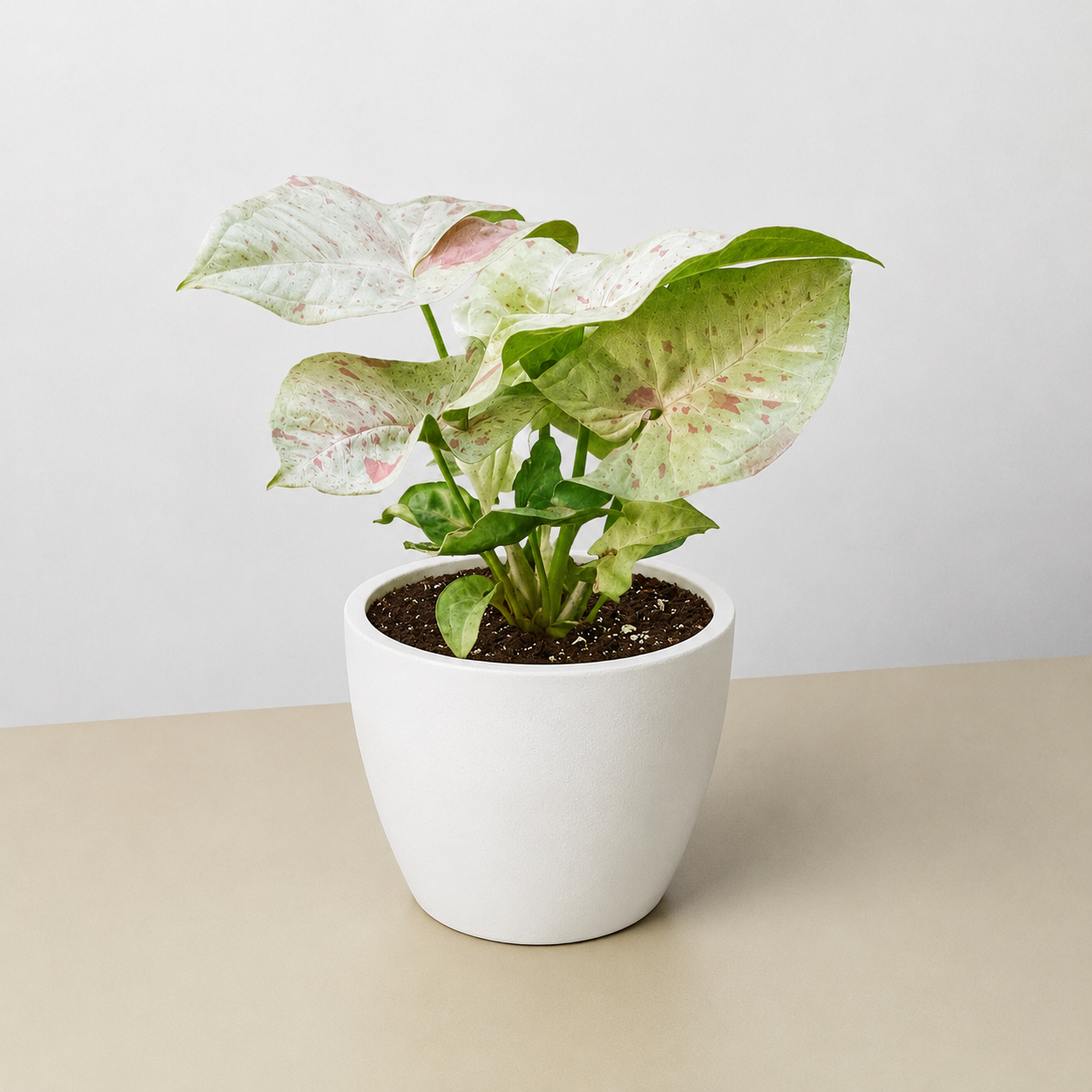 Syngonium 'Milk Confetti' - photo 8