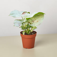 Syngonium 'Milk Confetti' live houseplant