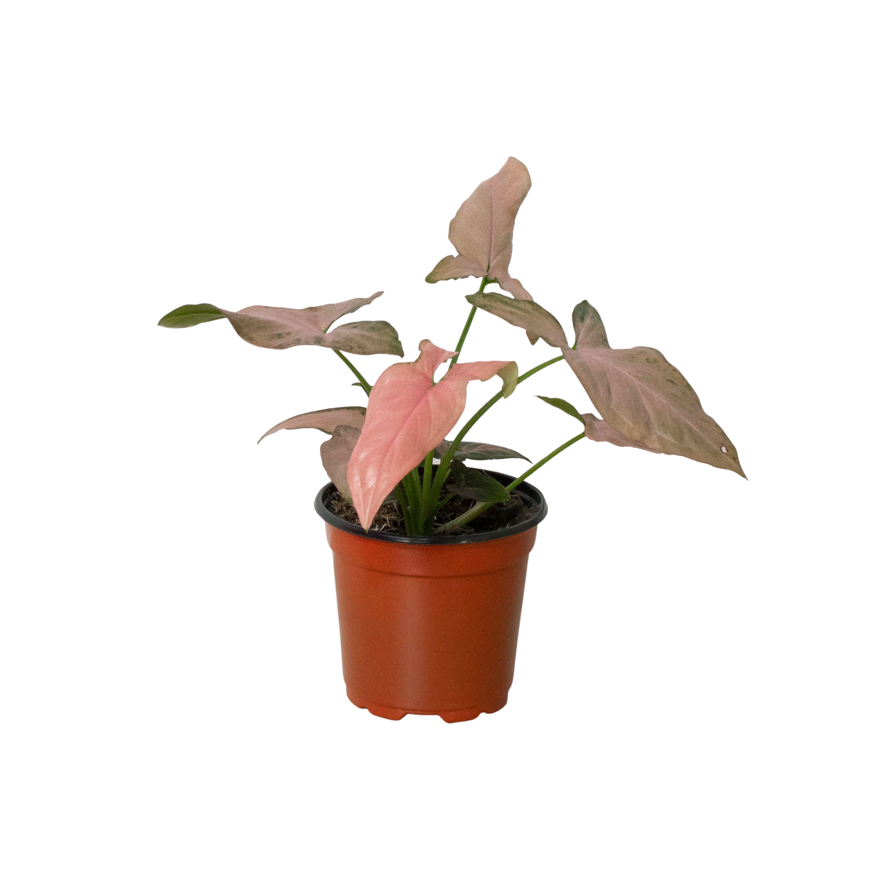 Syngonium 'Pink Splash' live houseplant