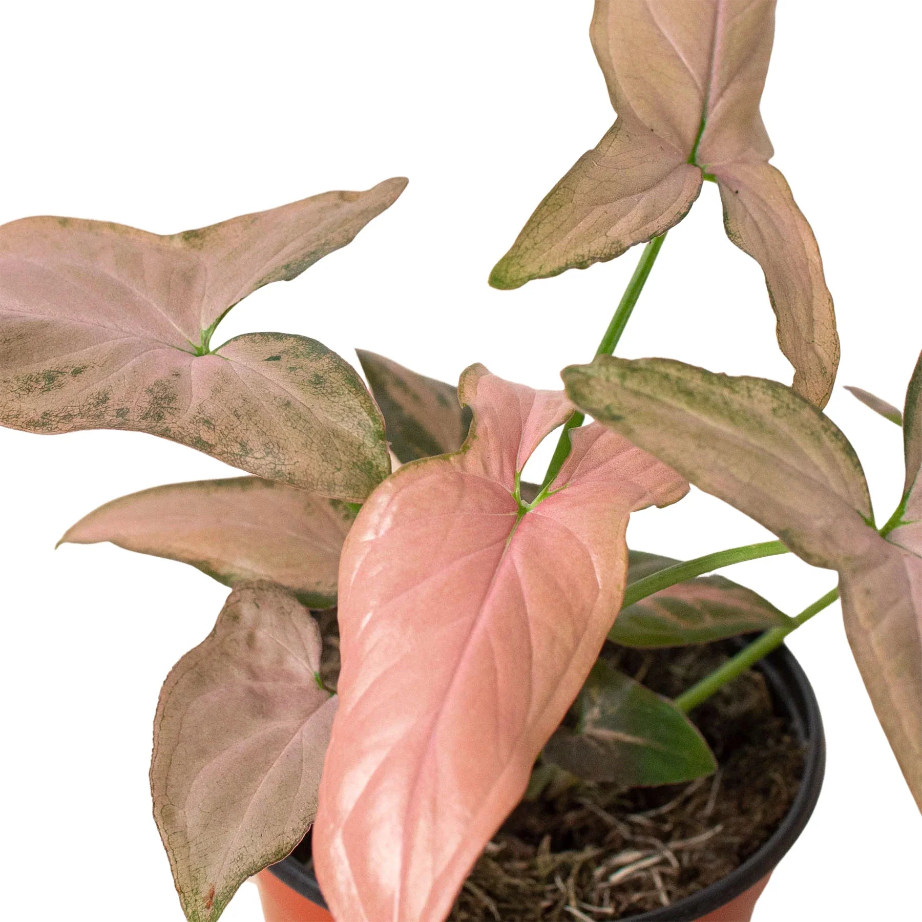 Syngonium 'Pink Splash' - photo 2